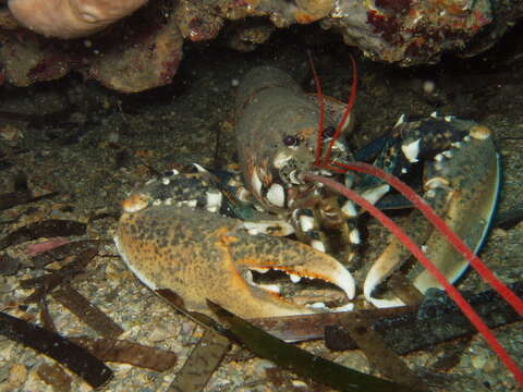 Image of Common lobster