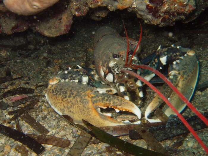 Image of typical crustaceans