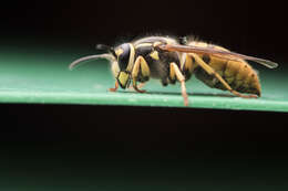 Image of Yellowjackets