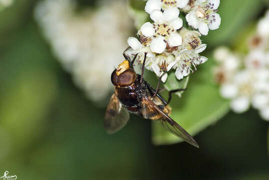 Image of lesser hornet hoverfly