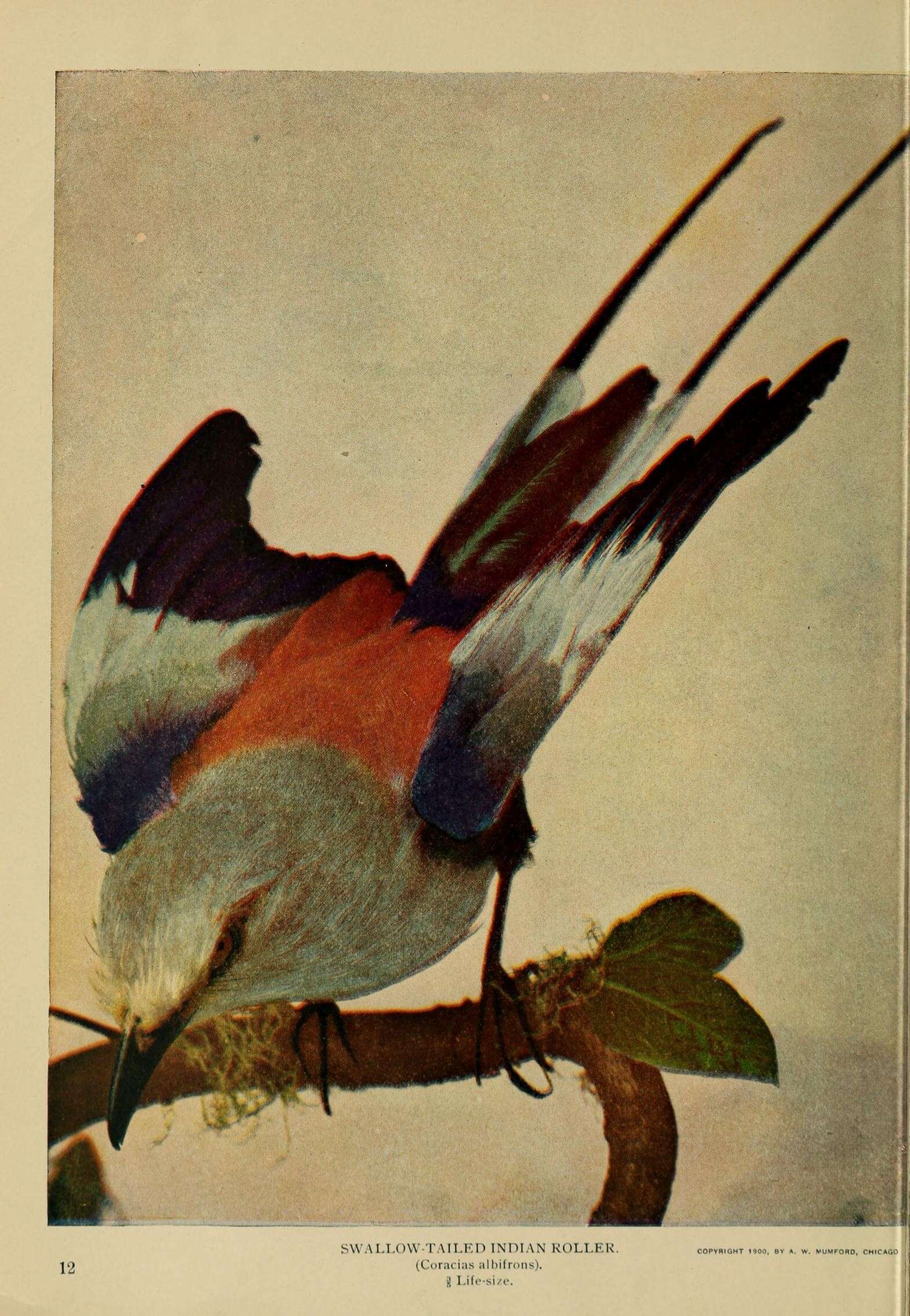 Image of Coracias Linnaeus 1758