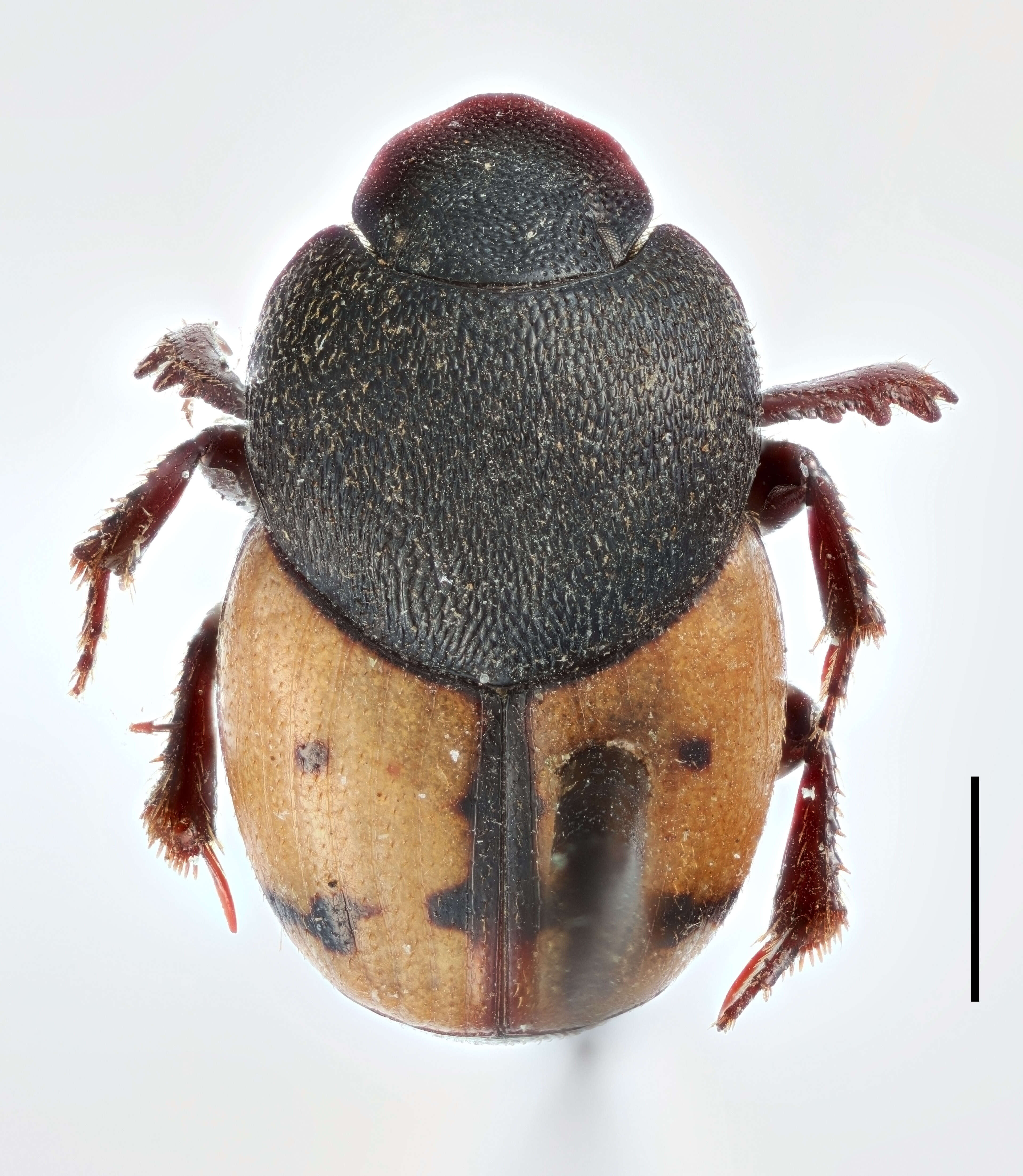 Image of Onthophagus graphicus Wallengren 1881
