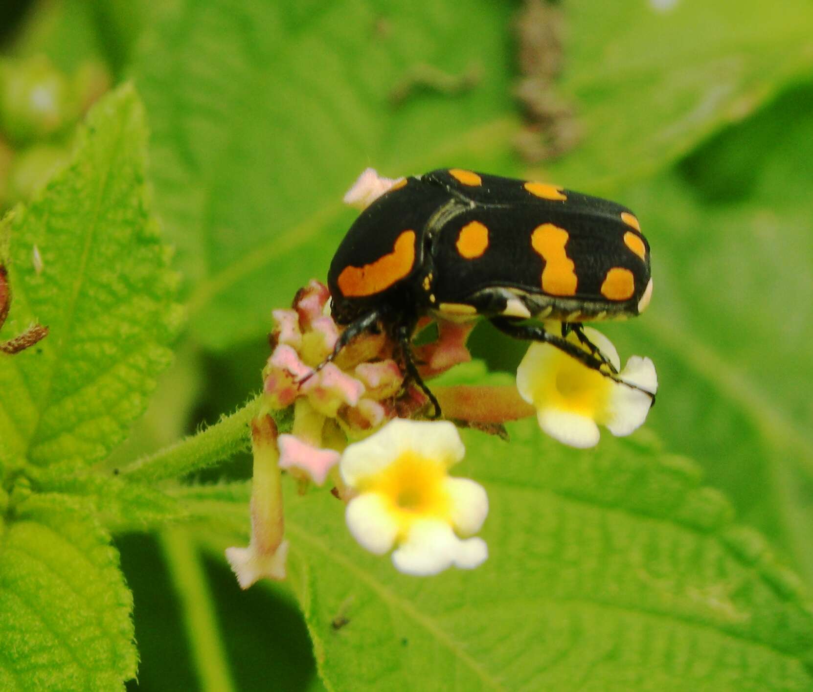 Image of Euarthropoda