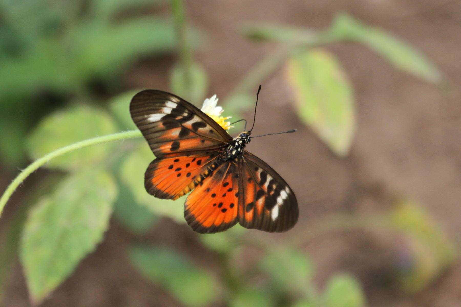 Image of Acraea pharsalus Ward 1871