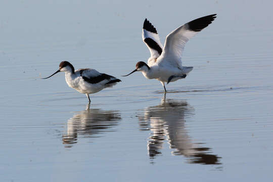 Image of Charadriformes