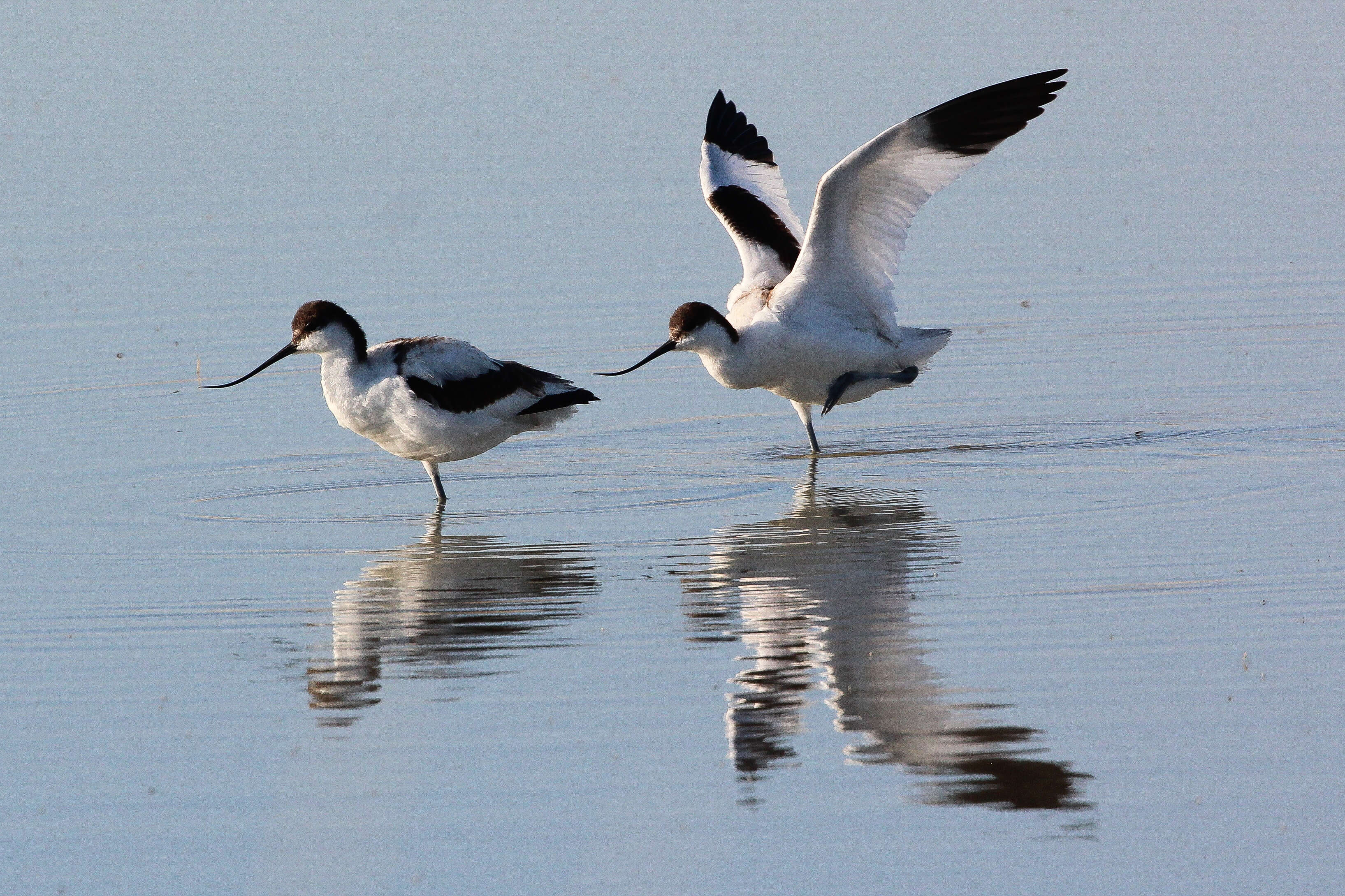 Image of Charadriformes