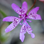 Plancia ëd Clarkia biloba (Dur.) A. Nels. & J. F. Macbr.