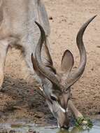 Image of Spiral-horned Antelope