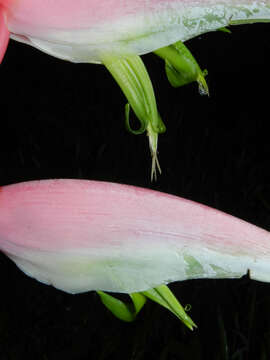 Image of Heliconia chartacea Lane ex Barreiros