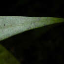 Image of Heisteria macrophylla Oerst.
