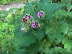 Plancia ëd Arctium minus (Hill) Bernh.