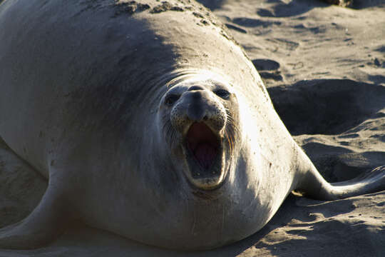 Image of elephant seal