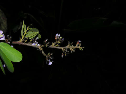 Imagem de Machaerium lunatum (L. fil.) Ducke