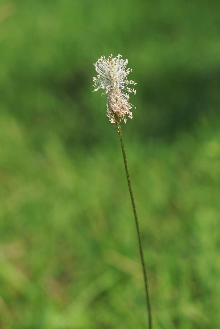 Image of Hoary Plantain
