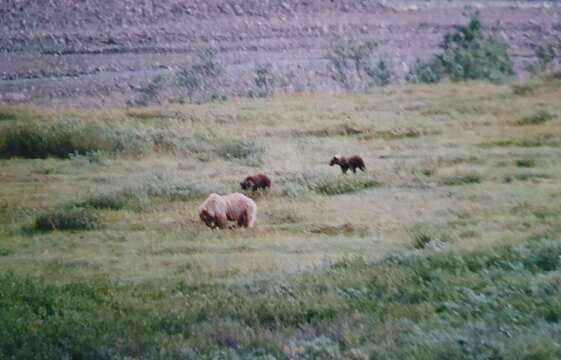 Image of grizzly bear