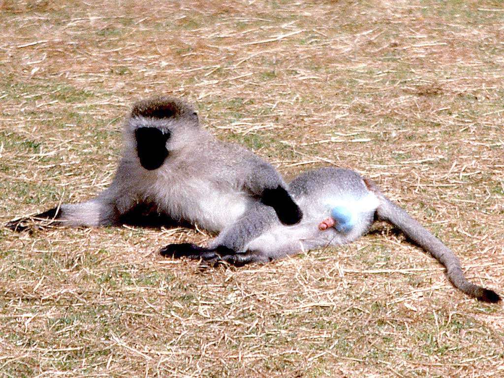 Image of Vervet Monkey