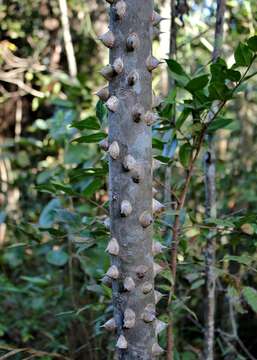 Image of Zanthoxylum rhoifolium Lam.