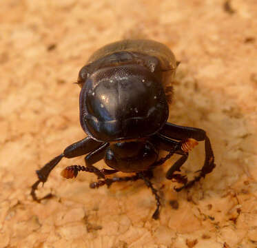 Image of Nicrophorus (Nicrophorus) humator (Gleditsch 1767)