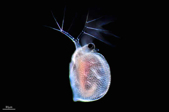 Image of branchiopods