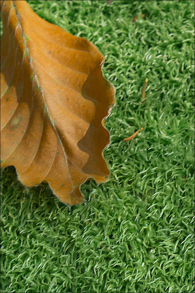 Image of leucobryum moss