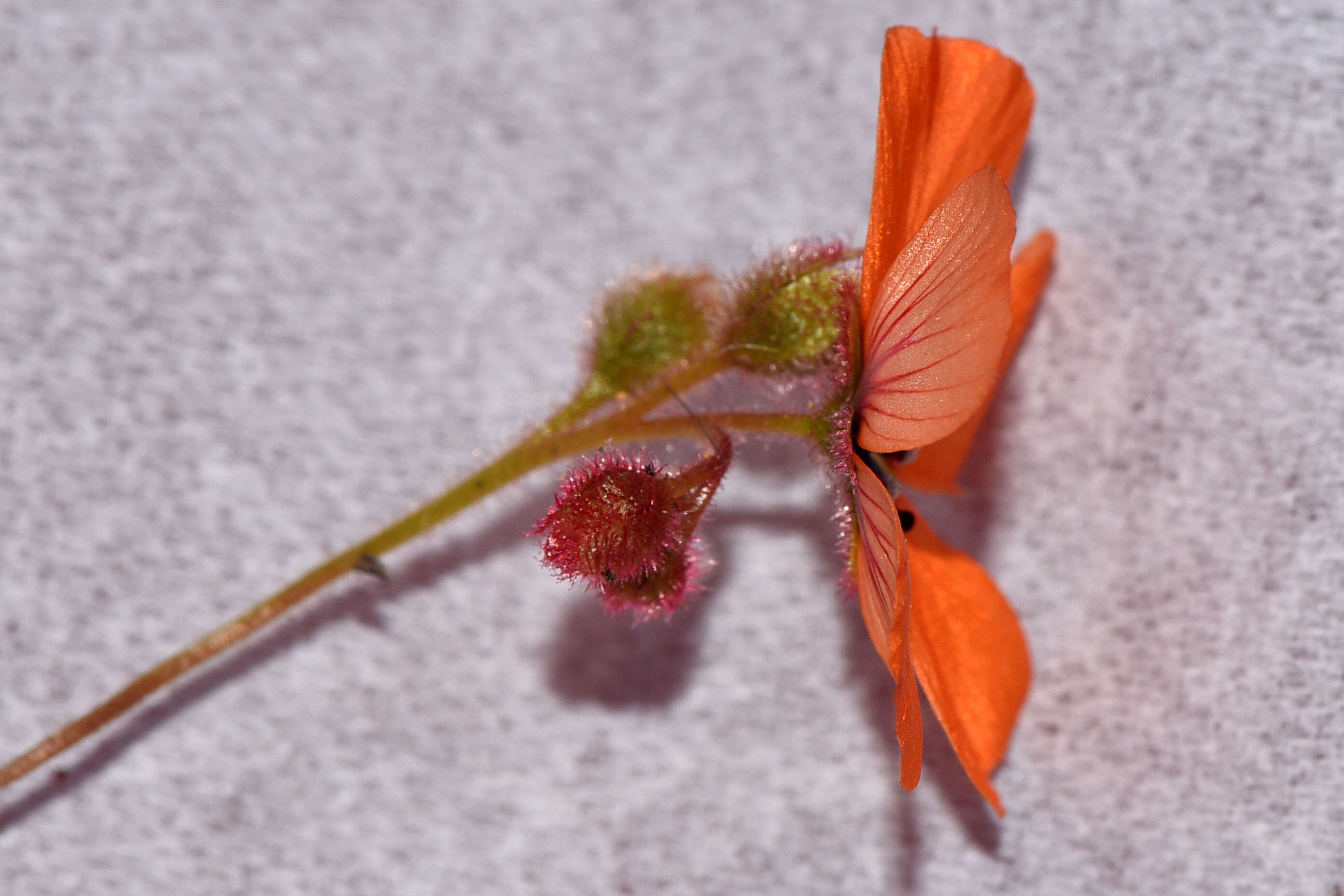 Imagem de Drosera sewelliae Diels