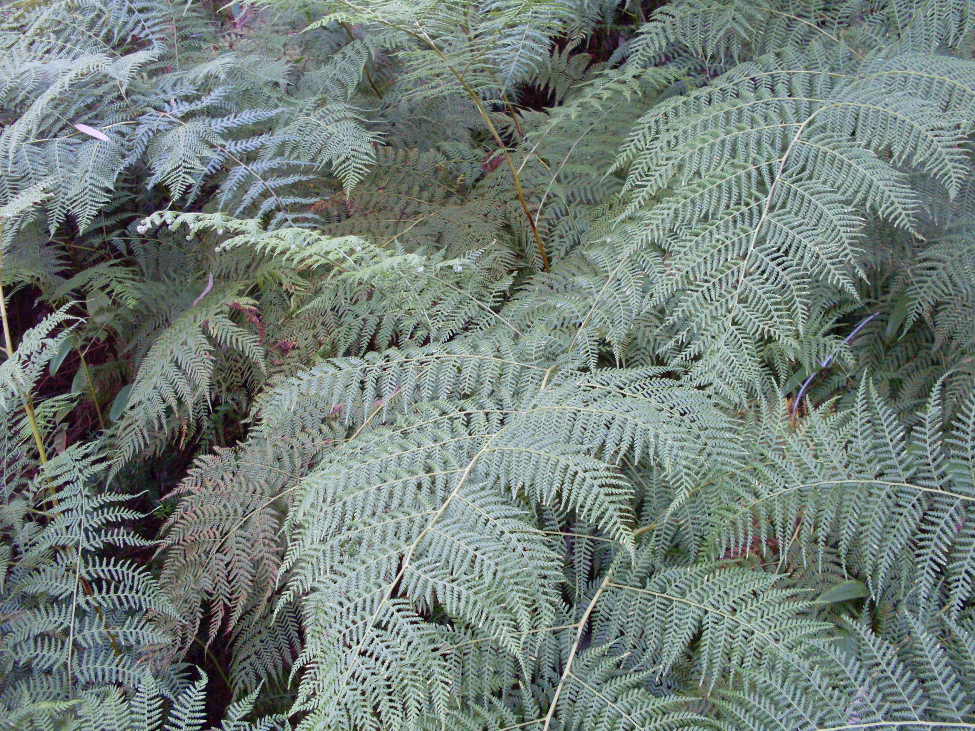 Image of brackenfern