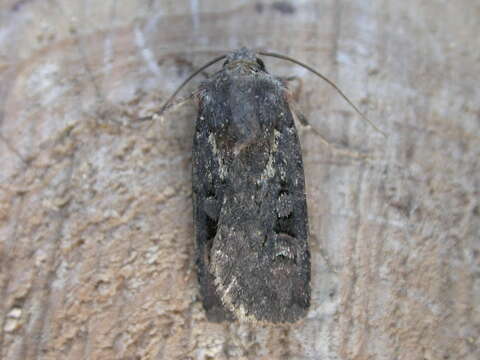 Image of Seton Lake Dart