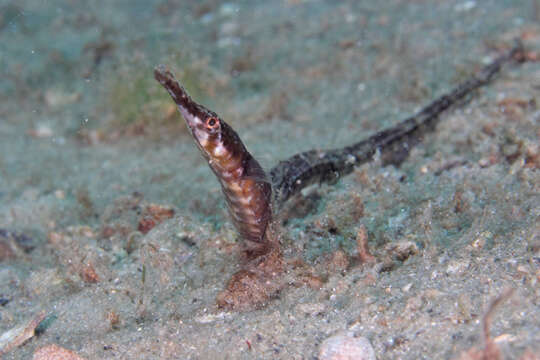 Image of Chain pipefish