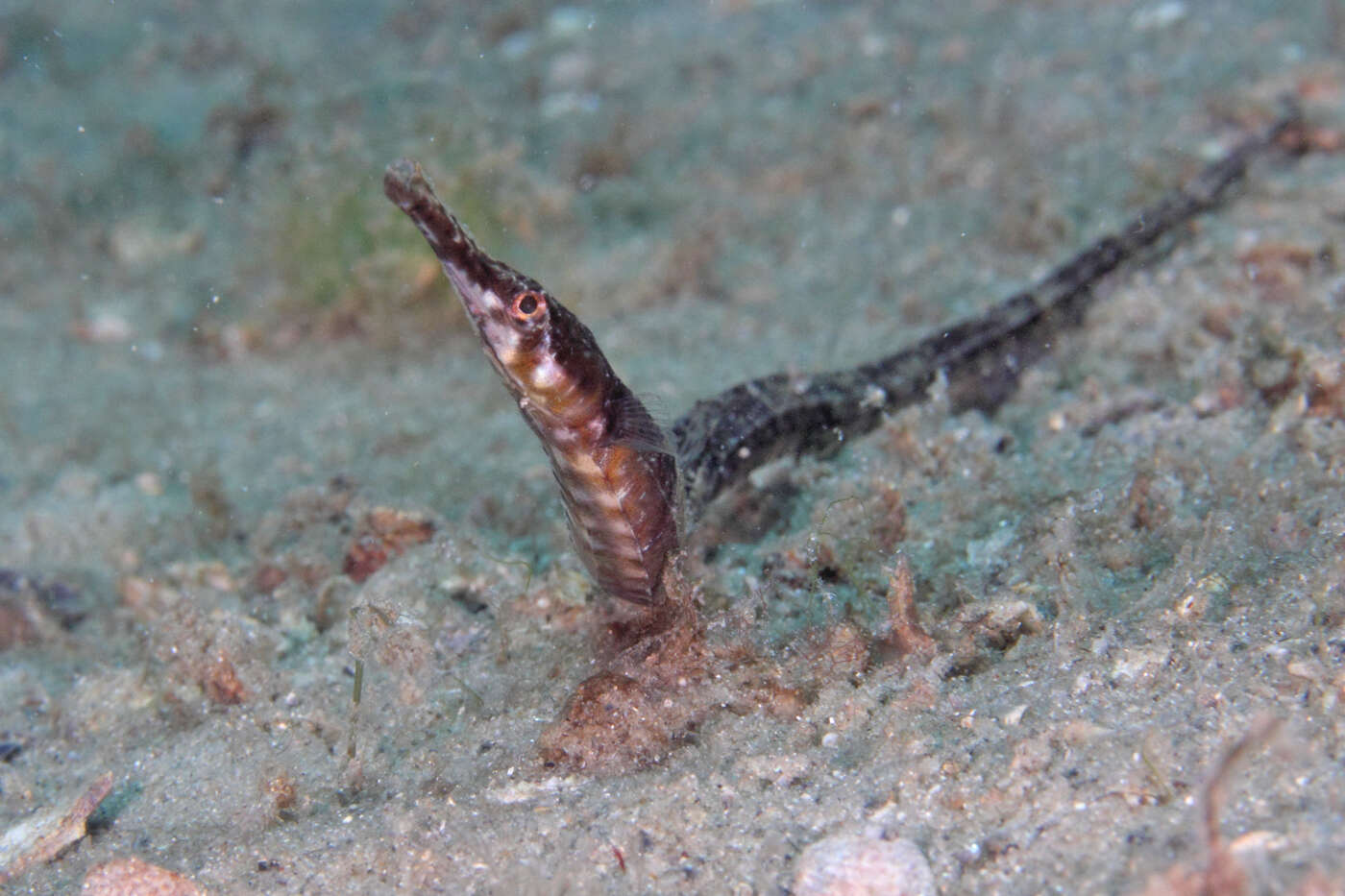 Image of seaweed pipefish