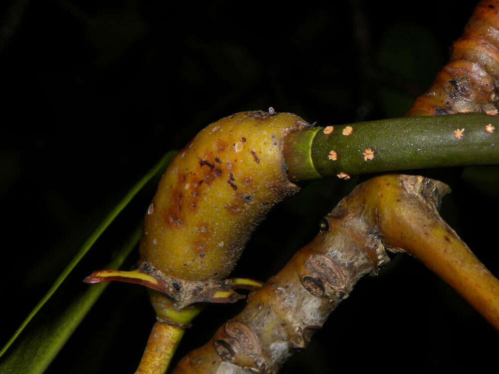 Image of mangrove