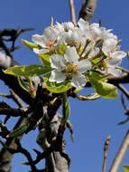 Слика од Pyrus communis L.