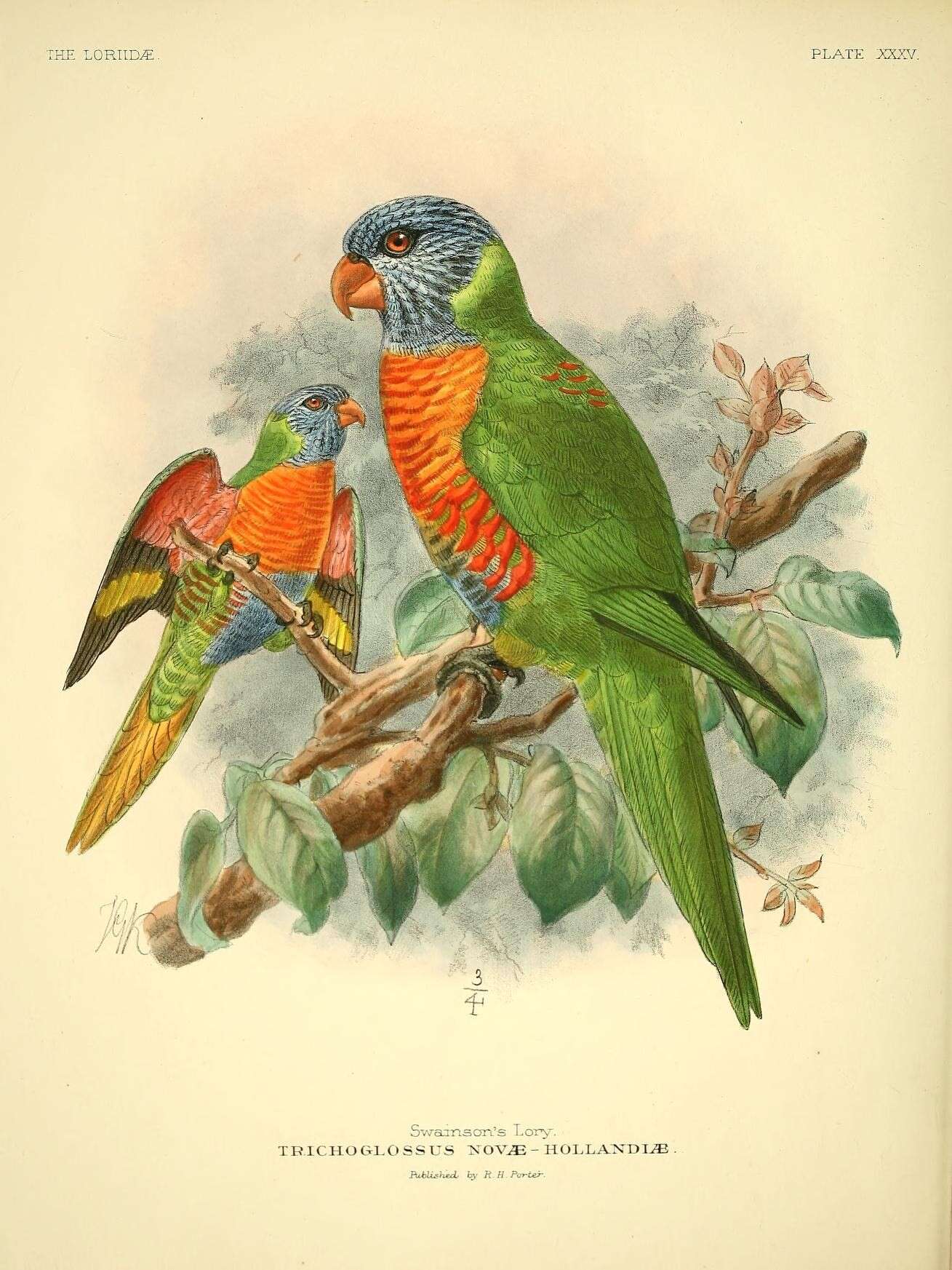 Image of Trichoglossus Stephens 1826