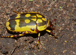 Image of brown-and-yellow flower beetle