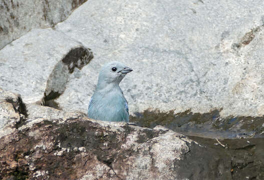 Image of Blue-gray Tanager