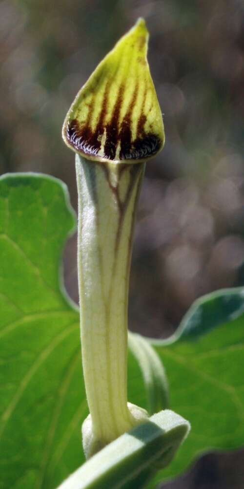 Image of Aristolochia paucinervis Pomel