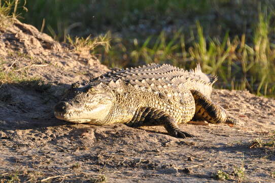 Image of Crocodylus