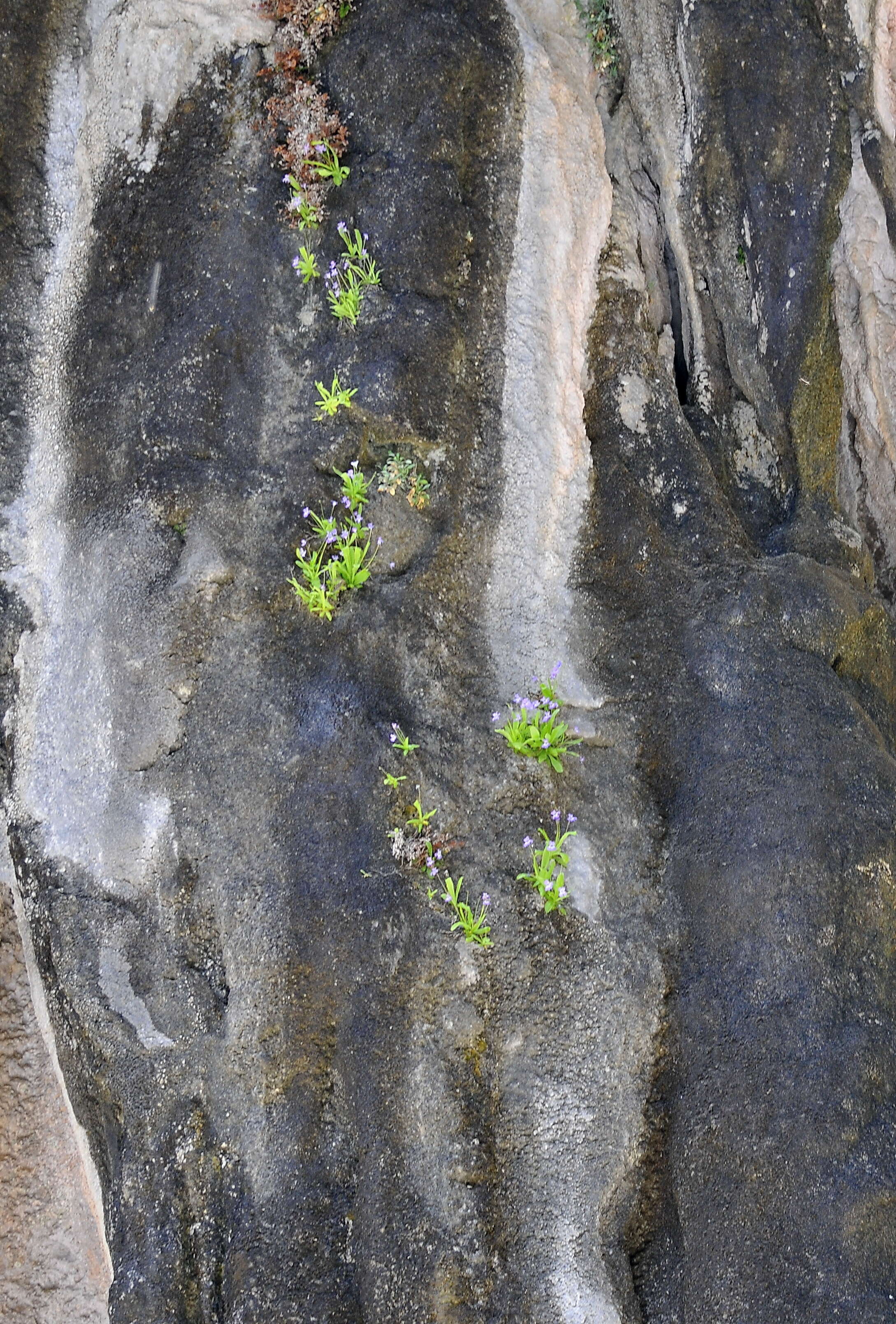 Image of Pinguicula longifolia DC.