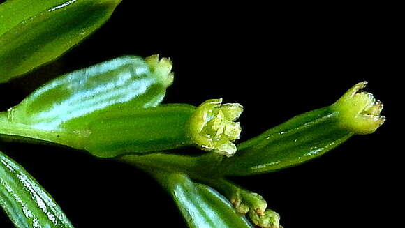 Image of Dioscorea marginata Griseb.