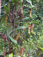 Image of tropical pitcher plants