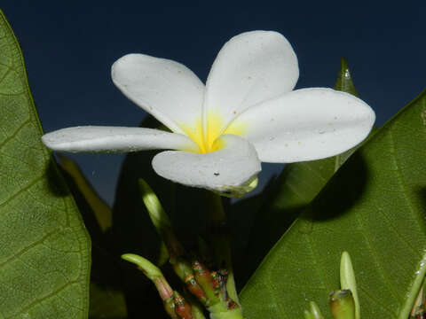 Image de Plumeria rubra L.