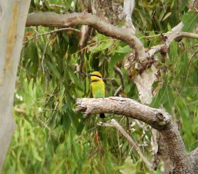 Image of Rainbow Bee-eater