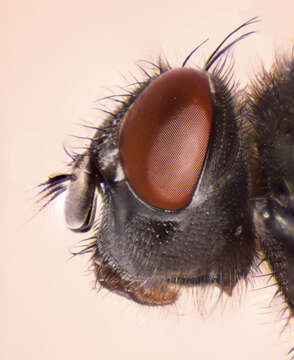 Image of house fly