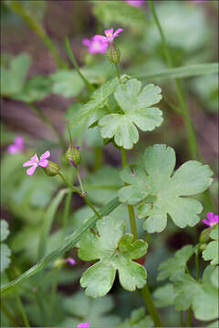 Imagem de Geranium lucidum L.