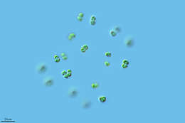 Image of Chlorophyceae
