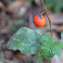 صورة Solanum capsicoides Allioni