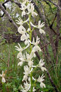 Image of Man Orchids