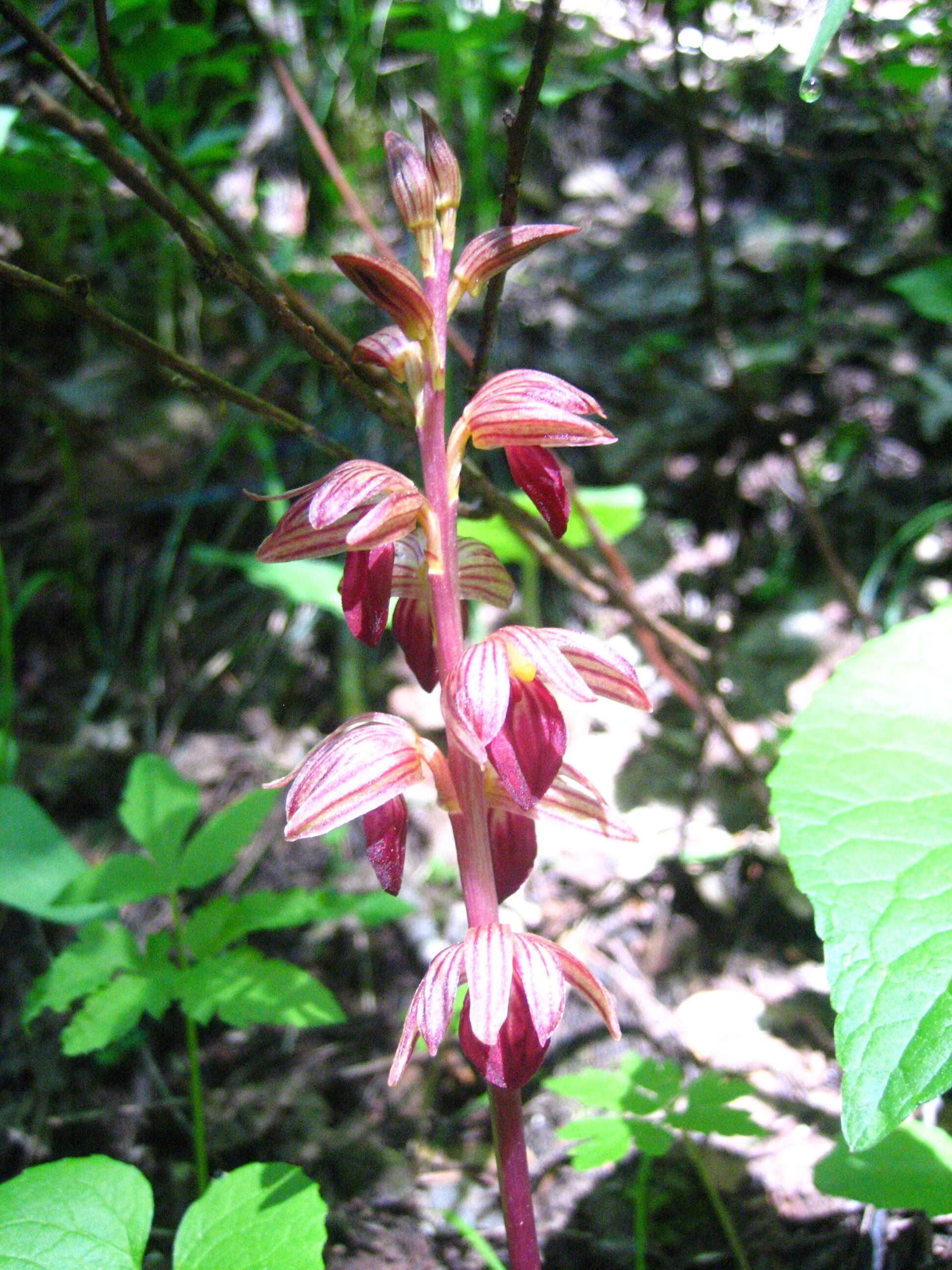 Image of Coralroot