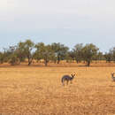 Kızıl kanguru resmi