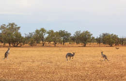 Image of marsupial mammals