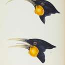 Heteralocha acutirostris (Gould 1837)的圖片
